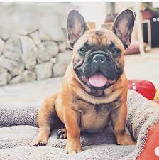 Massive crowds were seen gathering at restaurants and beaches over christmas and new year despite the growing threat. Sunshine State Frenchies