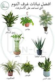 نباتات الظل تنسيق النباتات داخل المنزل
