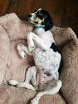 Beagle Mix Puppies For Sale | Greenfield Puppies