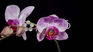 Orchid Flower Blooming Timelapse 4k Stock Footage Blooming Flower Orchid Footage Orchid Flower Orchids Bloom