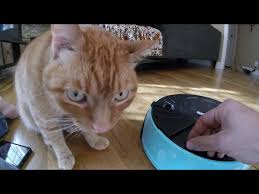 Best automatic cat feeder wet food mid term. The Best Automatic Cat Feeders Reviewed Rated For 2021