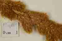 Image result for Eriochrysis