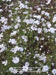 Baby S Breaths Plant Care And Collection Of Varieties Garden Org Gypsophila Elegans Babys Breath Plants