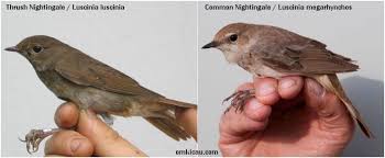 Cara membedakan burung lovebird jantan dan betina ternyata cukup mudah. Paling Populer 17 Gambar Burung Flamboyan Jantan Dan Betina Gani Gambar
