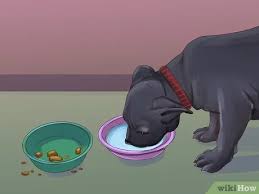 Express delivery negotiation is available. How To Feed An American Bully Puppy 7 Steps With Pictures