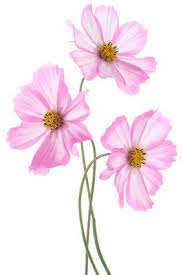 What Is Old Is New Again Growing Heirloom Plants Vegetable Fruits And Flowers Have Become A Gardening T Cosmos Flowers Flower Garden Drawing Flower Painting