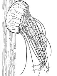 We did not find results for: Jellyfish Coloring Pages Download And Print Jellyfish Coloring Pages