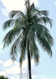 Image result for Cocos nucifera