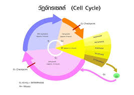 การแบ่งนิวเคลียส (karyokinesis) จะมี 2 แบบ คือ 1.1 การแบ่งแบบ ไมโทซิส (mitosis) 1.2 การแบ่งแบบ ไมโอซิส ( meiosis) 2. Cell Division à¸à¸²à¸£à¹à¸š à¸‡à¹€à¸‹à¸¥à¸¥