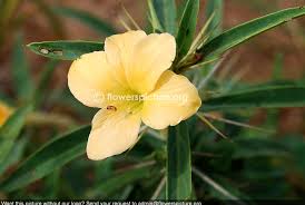 Image result for Sclerocarpus africanus