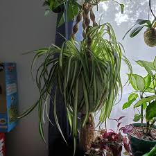 Spider plants have large, tuberous roots, which help the plant survive in periods of drought or when you're on vacation and forget to hire someone to putting it outside makes it particularly susceptible to pests. Leaves Bending And Drooping On Spider Plant Thriftyfun