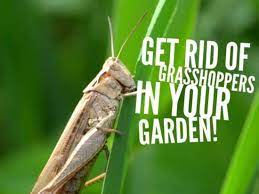 De can also be dusted over gardens or applied as a barrier treatment around your home. How To Get Rid Of Grasshoppers In The Garden Gardening Channel
