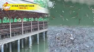 Ada 5 jenis selisih yang mampu anda mengerti dari gaji umr tasikmalaya dan gaji umk. Bisnis Sampingan Longyam Pembesaran Ikan Lele 2 3 Bulan Panen Rp 5jt Youtube