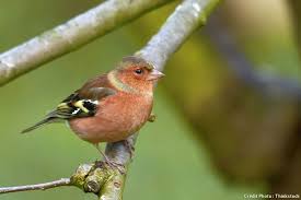 Le Pinson Des Arbres Oiseaux Des Jardins Pinson Des Arbres Oiseaux