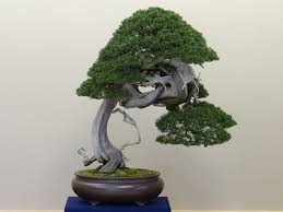 There are two types of pruning: How To Identify Bonsai Trees Bonsai Tree Gardener