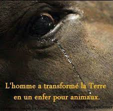 Honte A L Homme Animaux Protection Des Animaux Terre