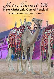 The king abdulaziz camel festival for camels is an annual cultural, economic, sports and. The Camel Festival In Riyadh Saudi Arabia