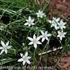 The white flowers are borne on a six inch scape with red bracts. Https Encrypted Tbn0 Gstatic Com Images Q Tbn And9gcsa4h64wuzynxpjnvfynziw6axtpljp27xafepgmxa Usqp Cau