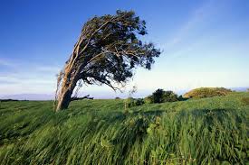 9 Treescapes Dramatically Shaped by Wind