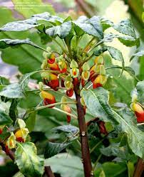 A beautiful flower that not many people get a chance to see also known as a parrot beak plant as well. Plantfiles Pictures Impatiens Species Congo Cockatoo Parrot Plant African Queen Impatiens Niamniamensis By Anniesannuals