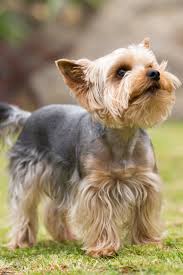 Cute Small Yorkshire Terrier Is Plaing Green Lawn Outdoor Cute Small Pet Lovely Small Species Of Yorkshire Terrier Dog Yorkie Dogs Yorkshire Terrier Puppies