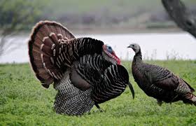 Why Do Turkeys Have Dark And White Meat Library Of Congress Roasted chicken being cut knife and fork vector. why do turkeys have dark and white meat