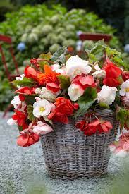 Pin By Bonnie Hochhalter On Backyard Begonia Tuberous Begonia Plants