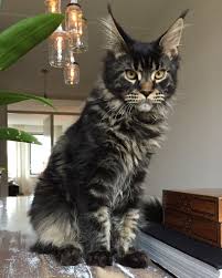 Maine coon cats are one of the most popular cat breeds in the us, and they maine coons are the largest domestic cat breed; Pin On C A T S