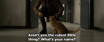 Poor cat stuck in doors (i.imgur.com). Caturday Countdown Cinema S Best Feline Stars Etcanada Com