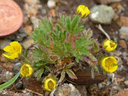 Image result for Pimpinella robynsii