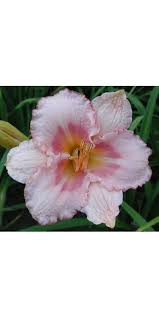 Thanks for sticking with us in these tough times & stay safe! Pink Cotton Candy
