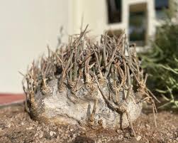 Image result for Adenia dolichosiphon