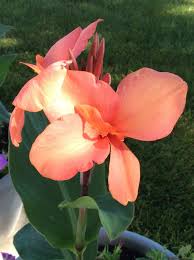 Image result for Cannaceae