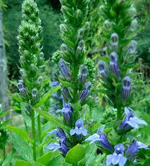 Image result for Lobelia thermalis