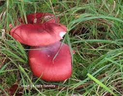 Image result for Russula polyphylla