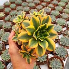 Image result for Raphionacme hirsuta