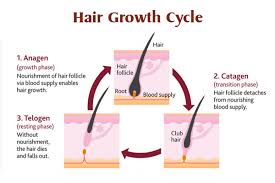 The Life Cycle Of Your Hair Hair Changes At Different Stages