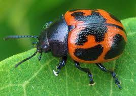 Swamp Milkweed Beetle Milkweed Swamp Milkweed Milkweed Plant