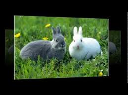 Toate imaginile sunt gratuite pentru comerciale şi de uz personal. Poze Cu Iepuri Imagini Desktop Cu Iepurasi Mici Si Dragalasi Wallpaper Cu Iepuri De Casa Avi Youtube Pets Animals Wallpaper
