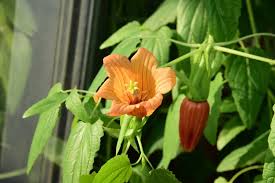Image result for Canarina