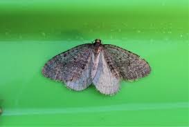 Image result for Operophtera fagata