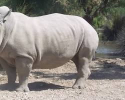 Image de Rhinocéros blanc
