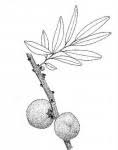 Image result for Diospyros batocana