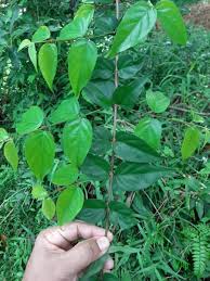 Image result for Scorodophloeus zenkeri