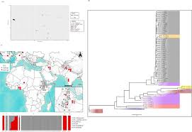 Image result for Eleusine kigeziensis