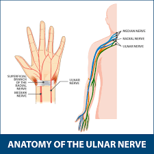 Leaning on the elbow for an extended period the. Ulnar Neuritis Information Florida Orthopaedic Institute