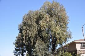 Image result for Eucalyptus camaldulensis