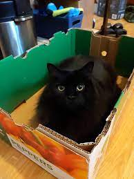 Pin On Just Cats