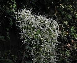 Image result for Pavetta sp. J