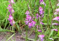 Image result for Gladiolus unguiculatus